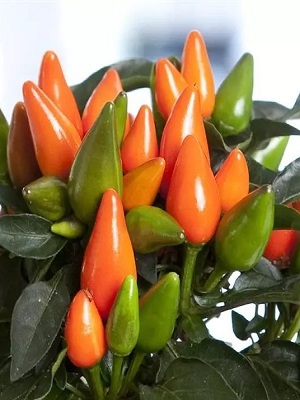 CAPSICUM Salsa XP Dark Orange